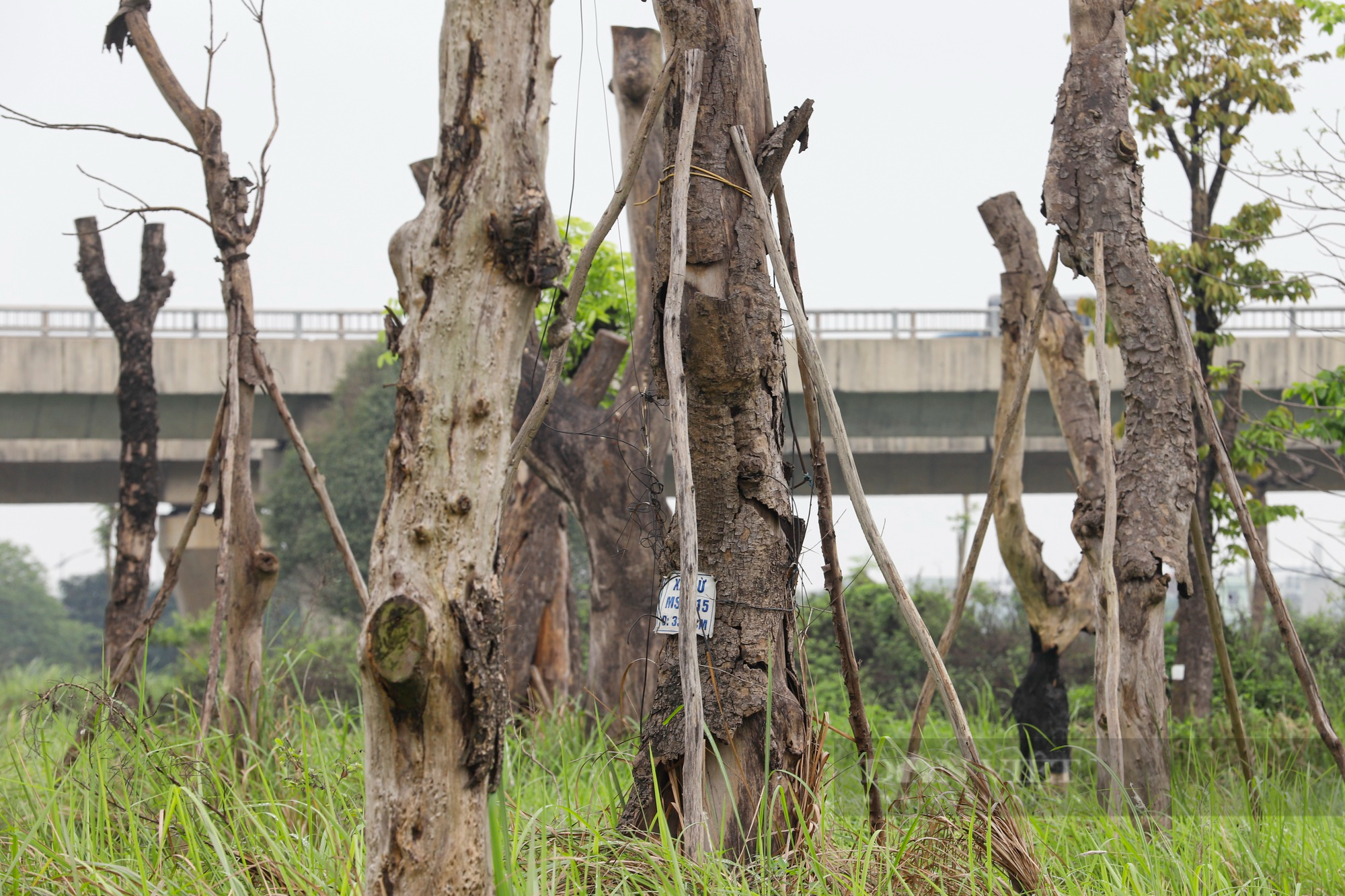 Vườn ươm cây di dời từ các dự án giao thông tại Hà Nội đang dần trở thành &quot;nghĩa địa&quot; cây cổ thụ - Ảnh 3.