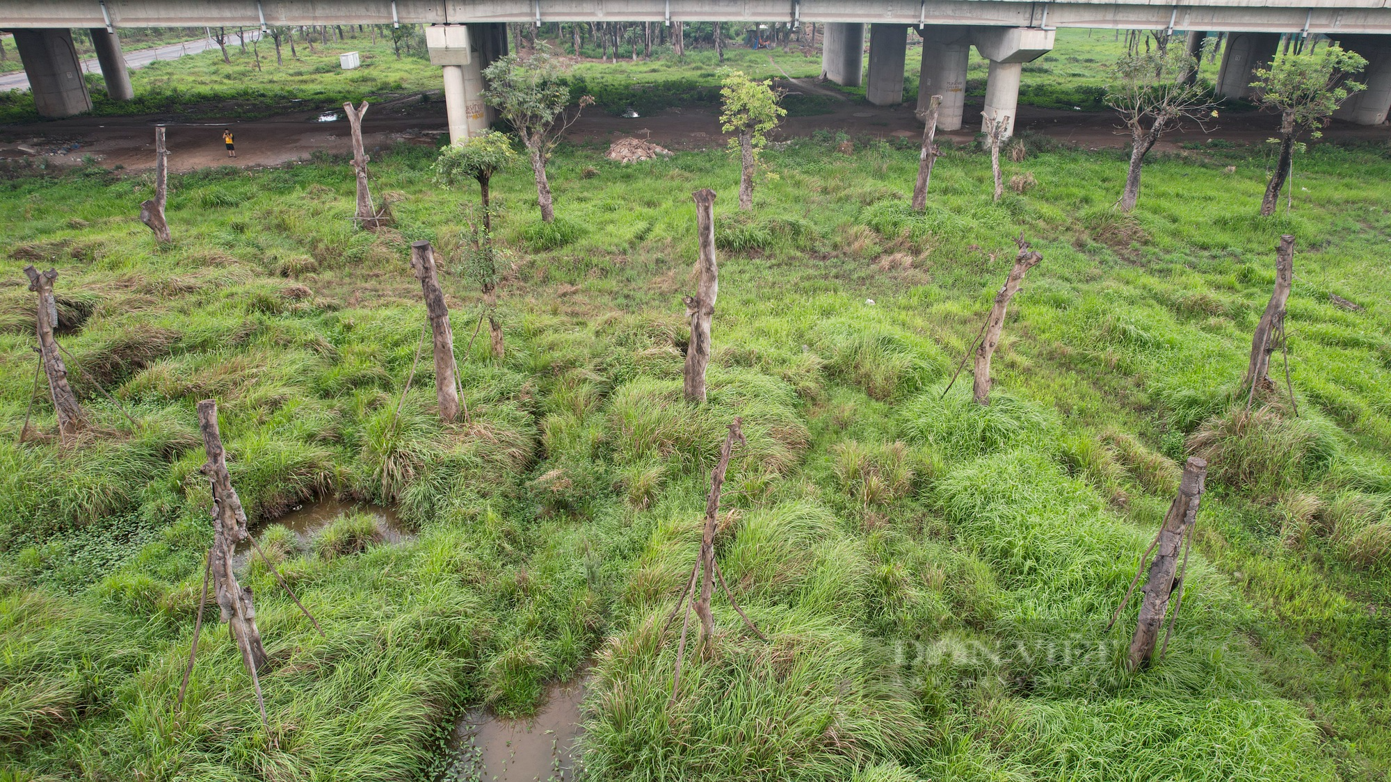 Vườn ươm cây di dời từ các dự án giao thông tại Hà Nội đang dần trở thành &quot;nghĩa địa&quot; cây cổ thụ - Ảnh 5.
