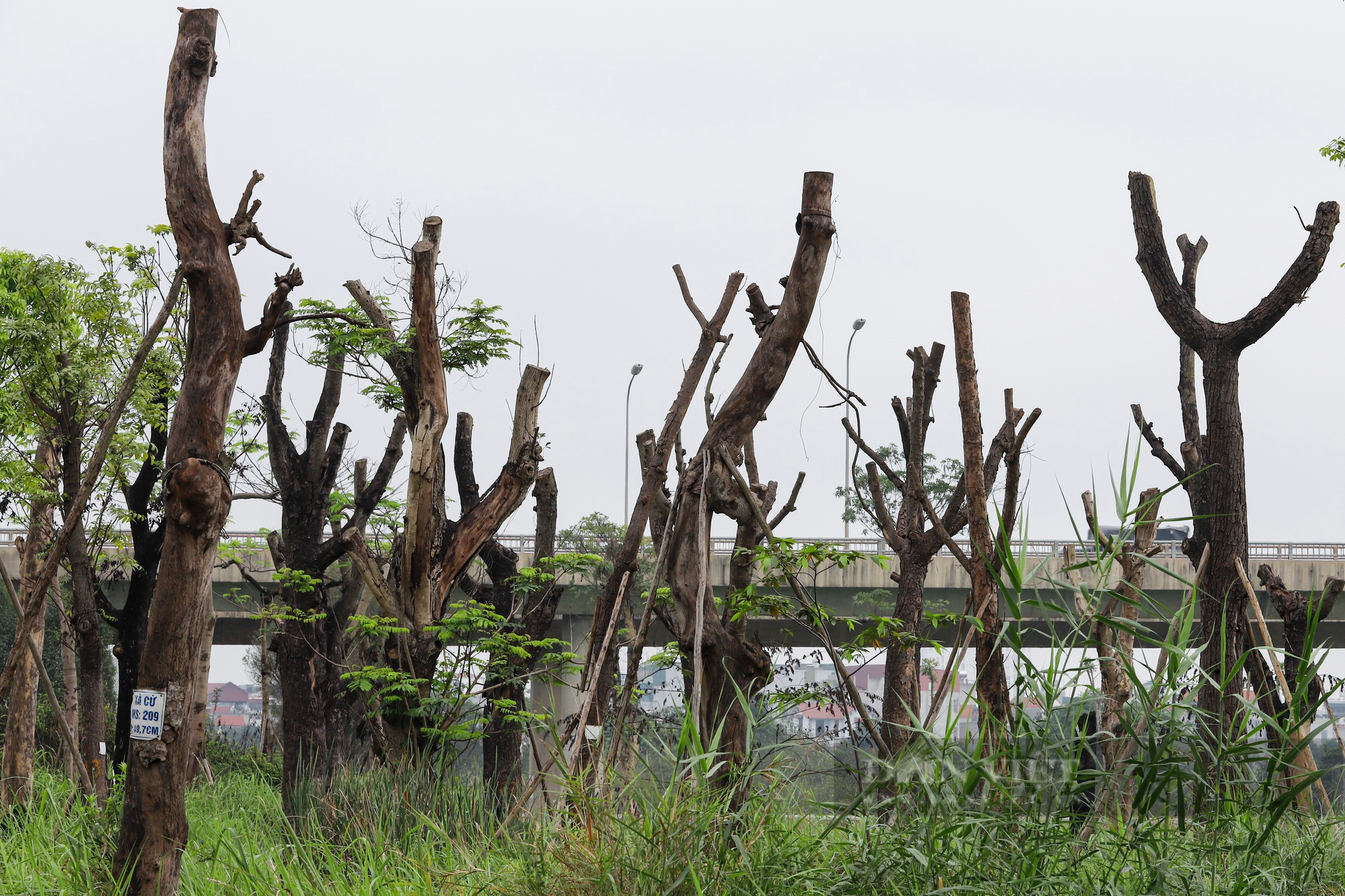 Vườn ươm cây di dời từ các dự án giao thông tại Hà Nội đang dần trở thành &quot;nghĩa địa&quot; cây cổ thụ - Ảnh 6.