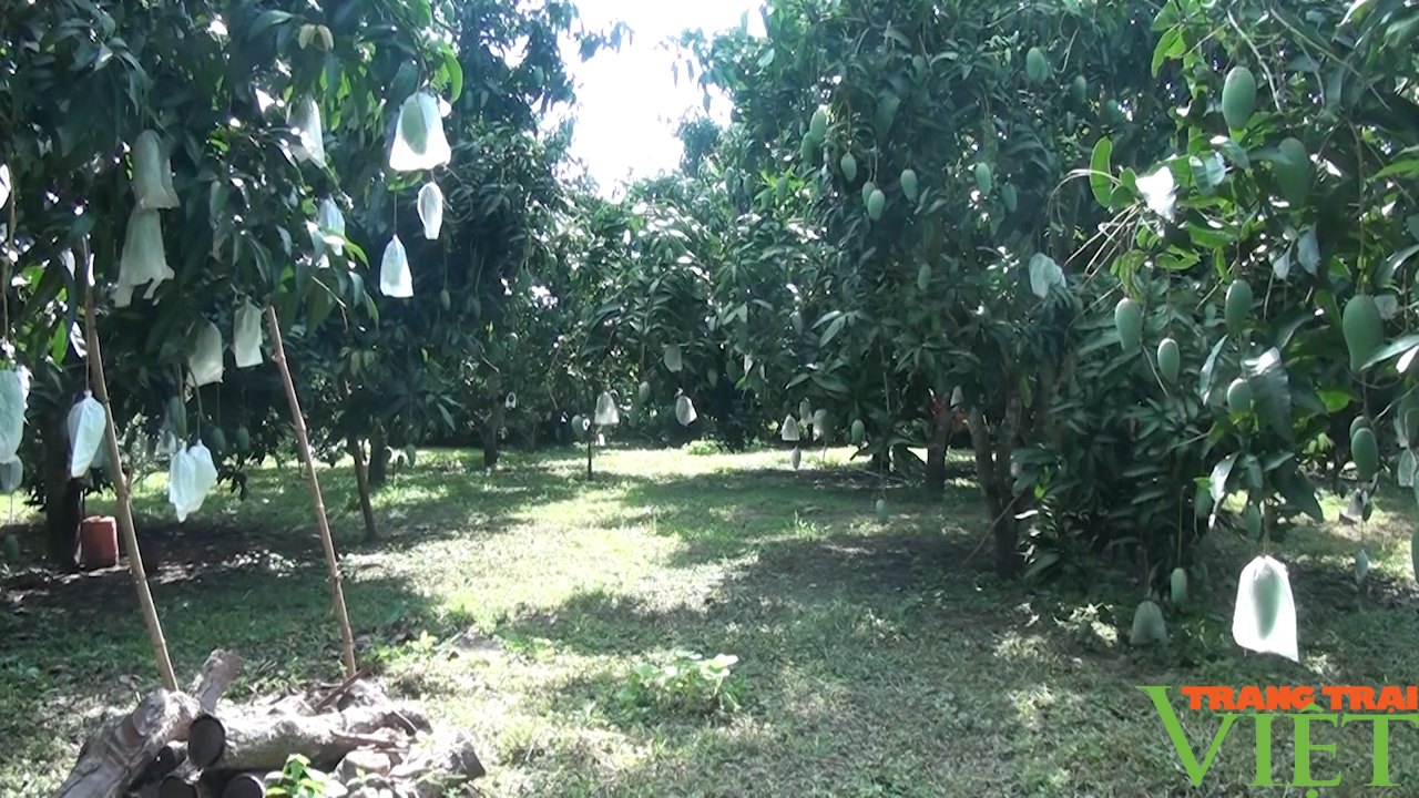 Phát triển cây ăn quả gắn với tiêu thụ và xuất khẩu - Ảnh 2.