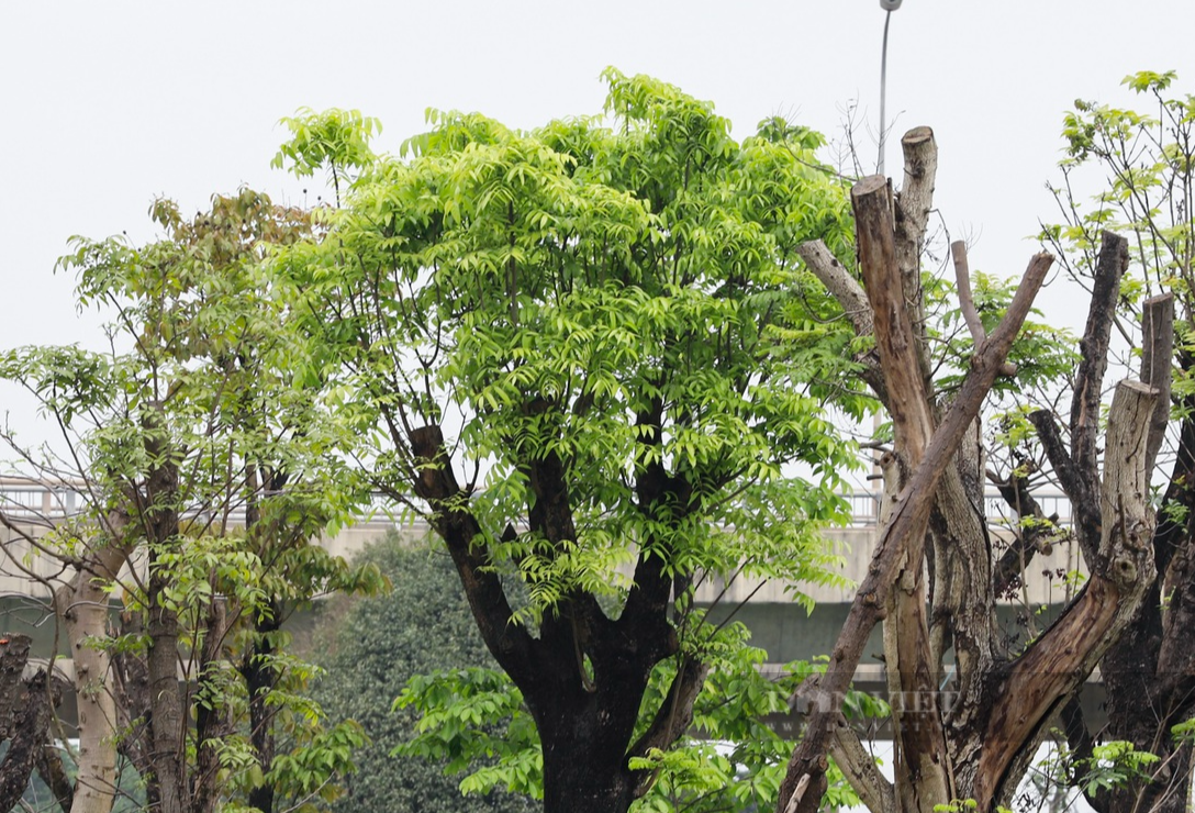 Vườn ươm cây di dời từ các dự án giao thông tại Hà Nội đang dần trở thành &quot;nghĩa địa&quot; cây cổ thụ - Ảnh 9.