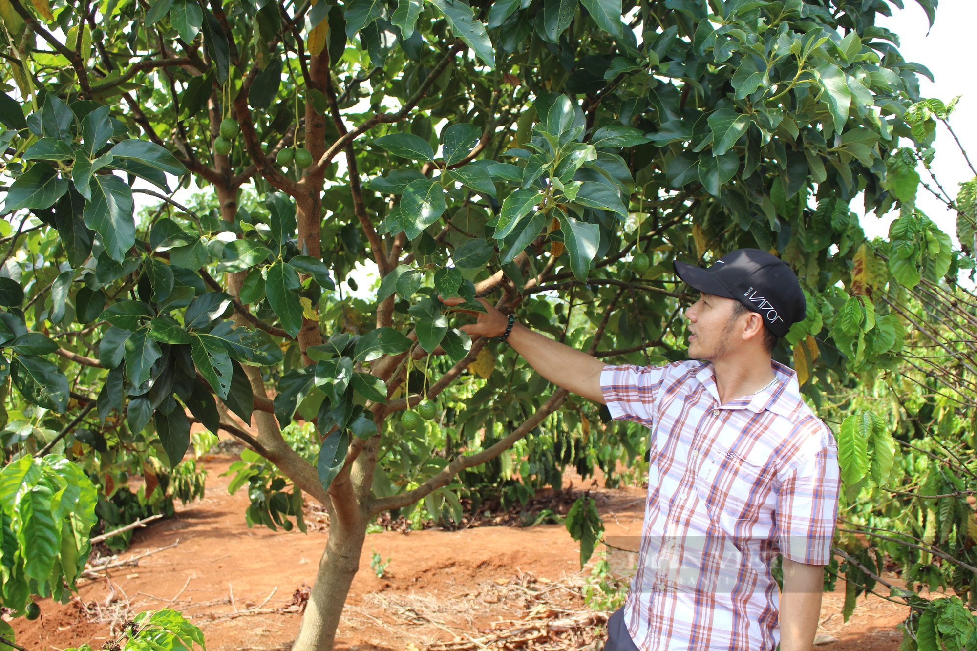 Trữ nước trong hồ bạt, nông dân Ea Khăl bớt nỗi lo thiếu nước tưới mùa khô hạn - Ảnh 3.