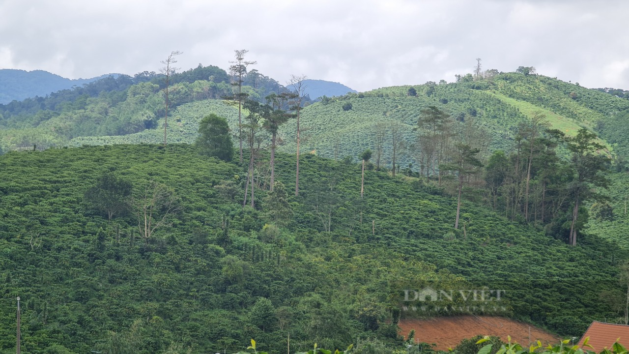 Khởi tố một nguyên phó ban quản lý rừng để điều tra việc lập khống hồ sơ giao khoán đất rừng - Ảnh 1.