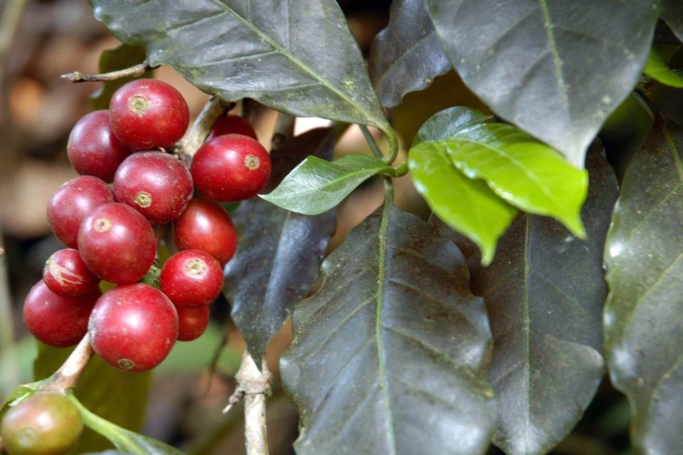 Giá cà phê hai sàn tiếp tục tăng, cà phê nội cán mốc 60.000 đồng/kg - Ảnh 3.