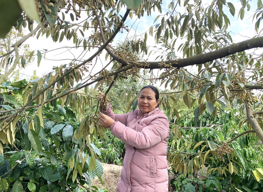 Hiệu quả từ mô hình trồng sầu riêng xen canh trong vườn cà phê  Báo Đắk  Lắk điện tử