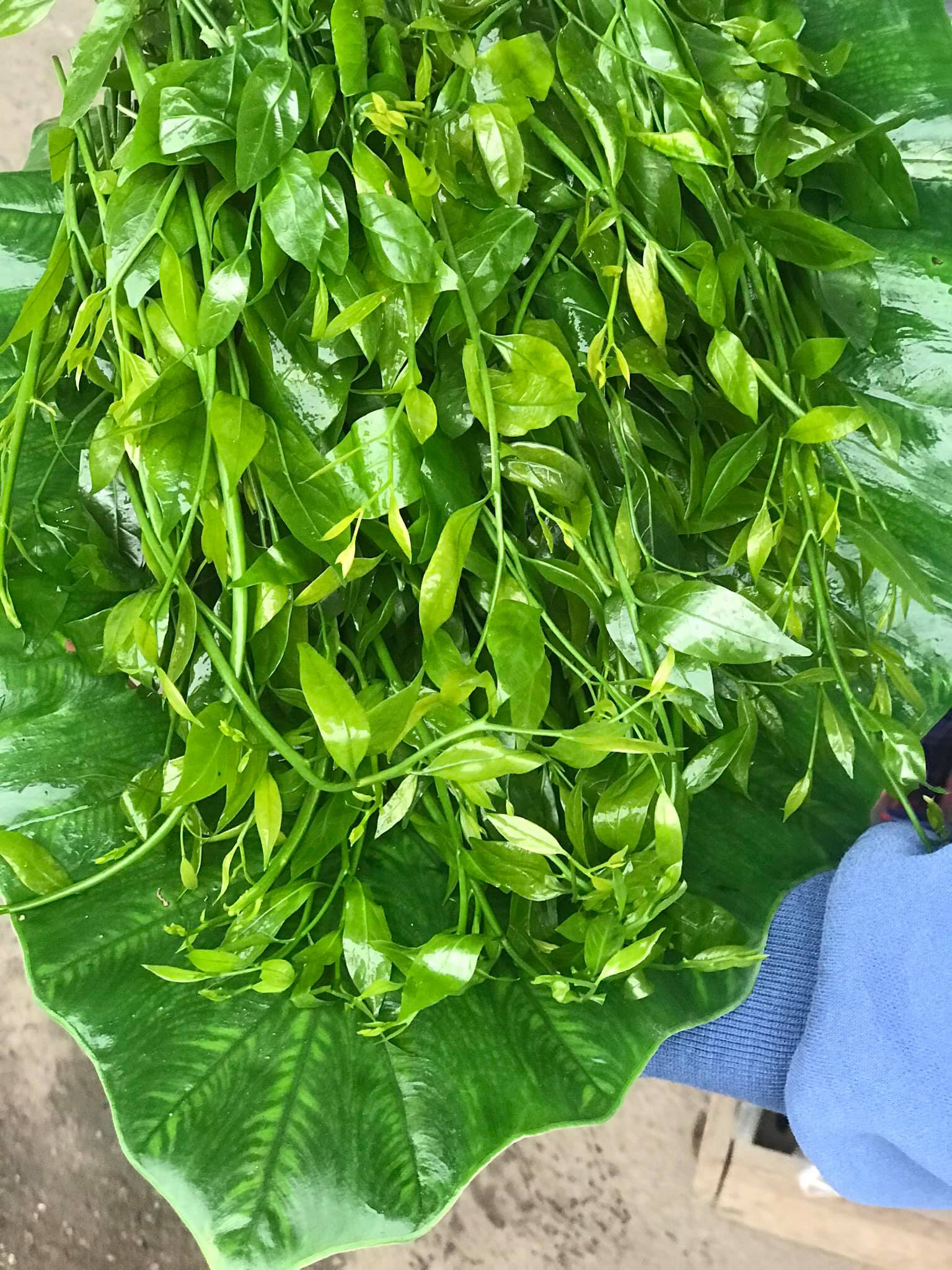 Loại rau tốt cho đường ruột, có tên trong Sách đỏ Việt Nam, quý nhất ở Vườn Quốc gia Xuân Sơn của Phú Thọ - Ảnh 4.
