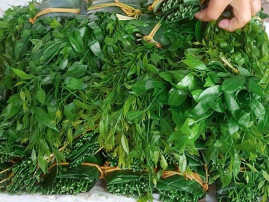 Loại rau tốt cho đường ruột, có tên trong Sách đỏ Việt Nam, quý nhất ở Vườn Quốc gia Xuân Sơn của Phú Thọ - Ảnh 2.