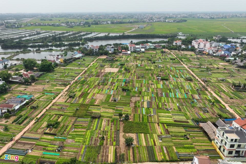 Làng rau ở Hội An có gì mà thu hút khách Tây rần rần kéo tới - Ảnh 1.