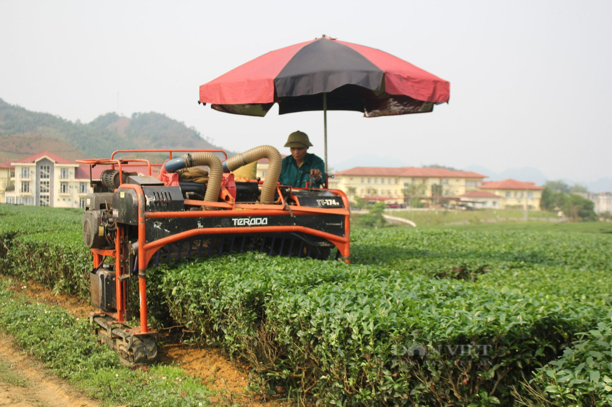 Dấu ấn mô hình nông nghiệp Nhật Bản ở Sơn La (bài 1): Lên rẻo cao Vân Hồ xem người Nhật trồng trà - Ảnh 3.