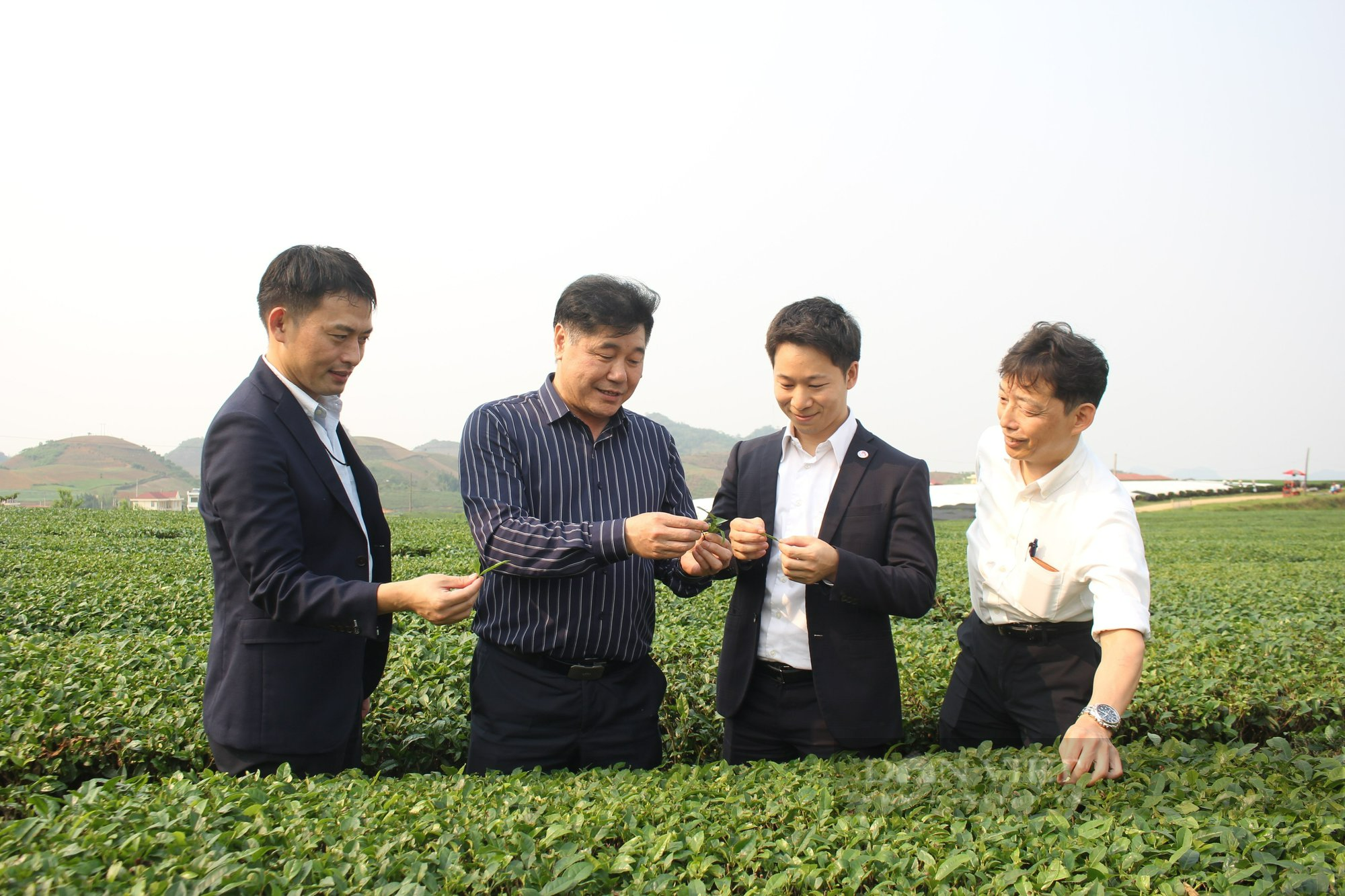 Dấu ấn mô hình nông nghiệp Nhật Bản ở Sơn La (bài 1): Lên rẻo cao Vân Hồ xem người Nhật trồng trà - Ảnh 4.