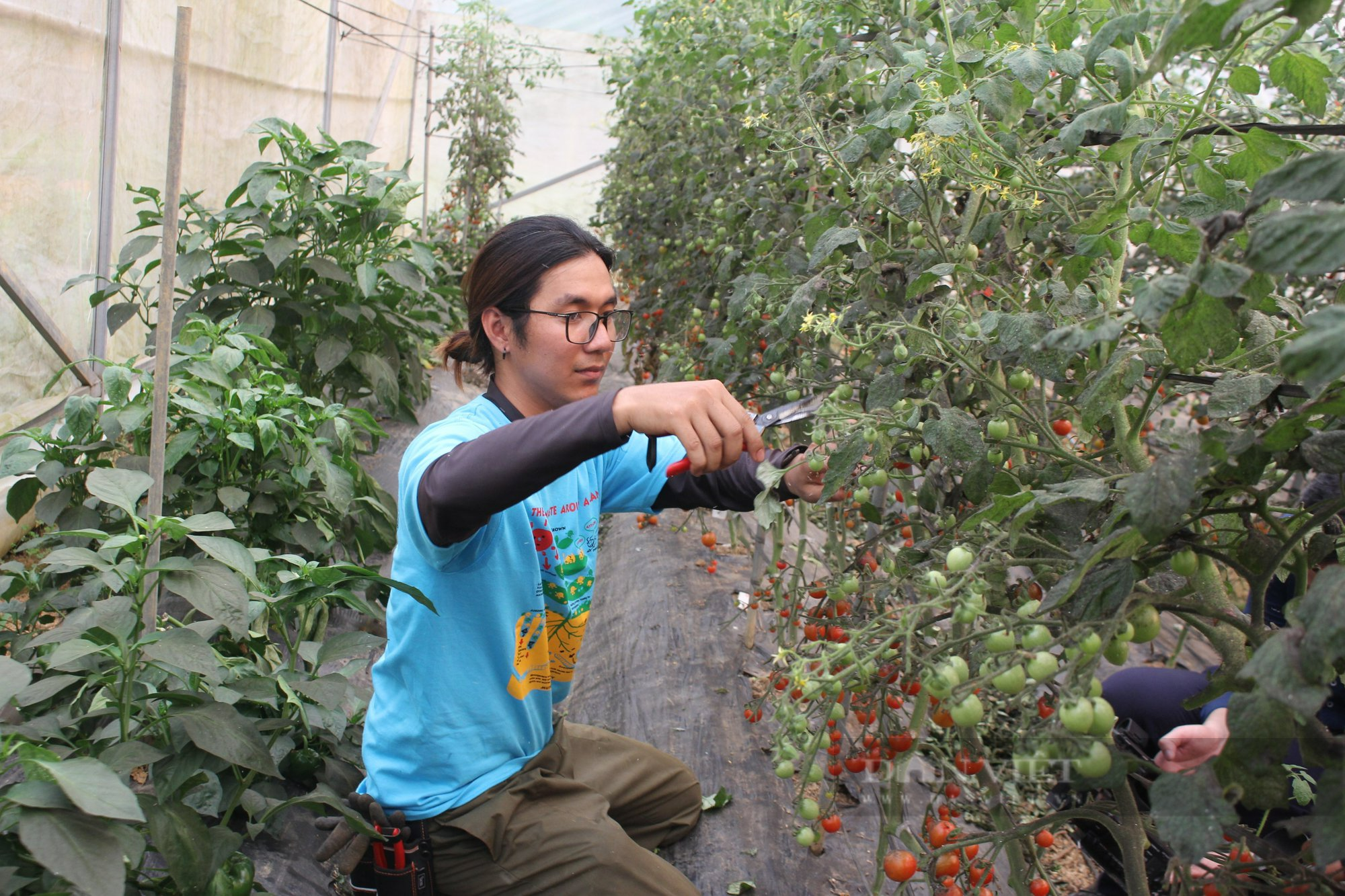 Dấu ấn mô hình nông nghiệp Nhật Bản ở Sơn La (bài 3): Hai chàng trai làm nông nghiệp sạch trong thung lũng mù sương - Ảnh 3.