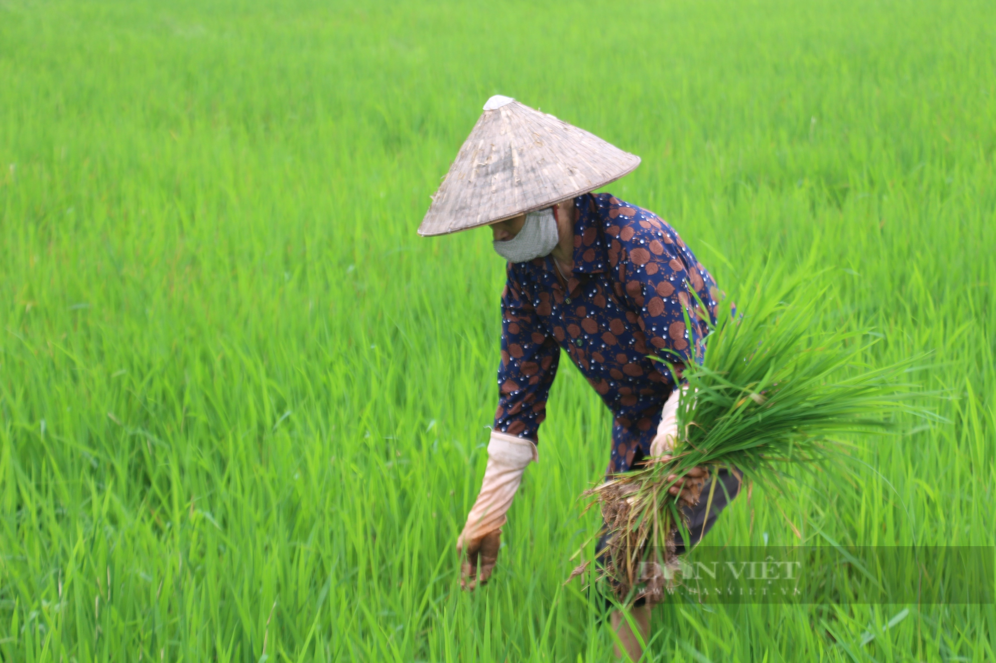 Nông dân Nam Định rốt ráo tiêu diệt lúa cỏ - Ảnh 1.