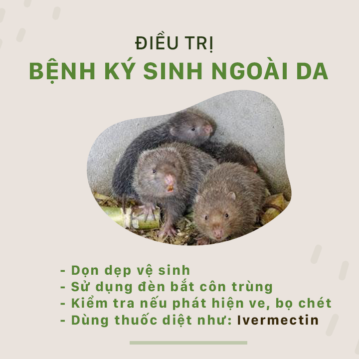 SỔ TAY NHÀ NÔNG: Biện pháp phòng và điều trị một số bệnh thường gặp ở con dúi - Ảnh 4.