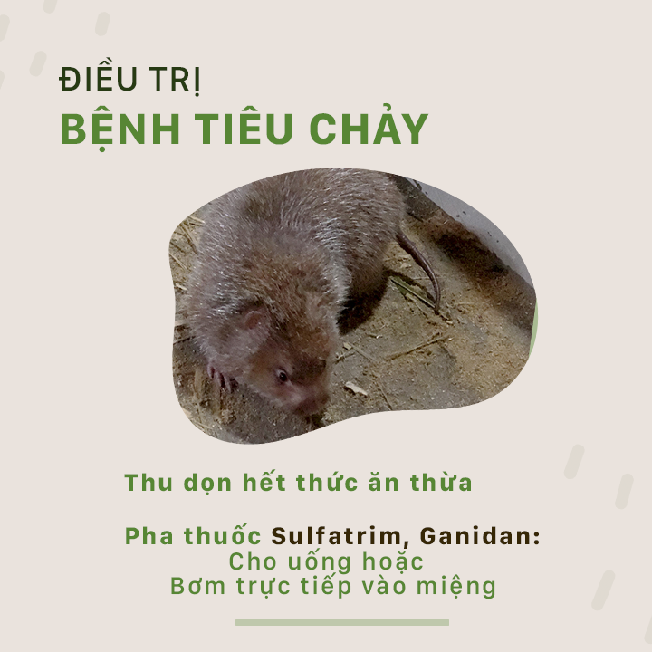 SỔ TAY NHÀ NÔNG: Biện pháp phòng và điều trị một số bệnh thường gặp ở con dúi - Ảnh 2.