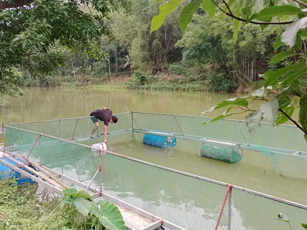 Loài cá nheo Mỹ thịt ngon, dễ bán, tỉnh Lạng Sơn tiếp tục mở rộng dự án nuôi trong lồng bè - Ảnh 1.