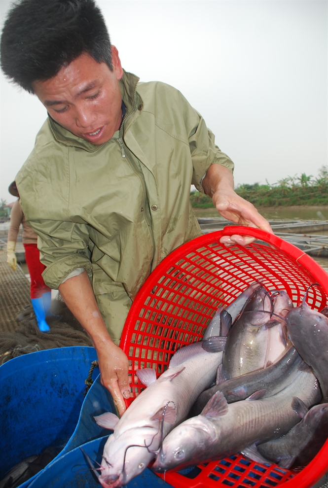 Loài cá nheo Mỹ thịt ngon, dễ bán, tỉnh Lạng Sơn tiếp tục mở rộng dự án nuôi trong lồng bè - Ảnh 5.