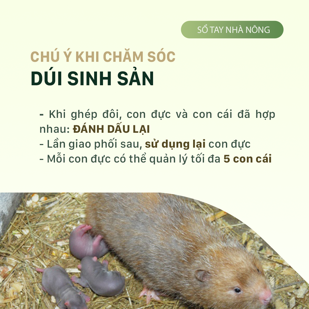 SỔ TAY NHÀ NÔNG: Một số lưu ý khi chăm sóc dúi sinh sản - Ảnh 2.