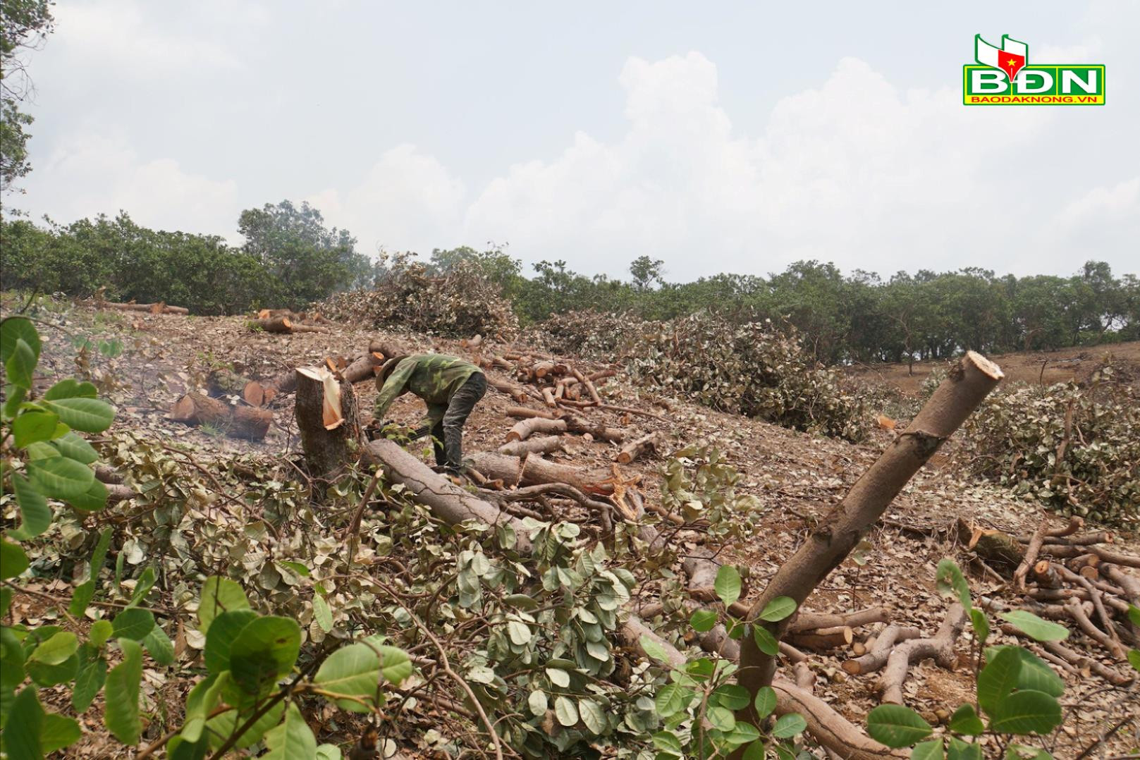 Hết thời vàng son, nông dân Đắk Nông đành chặt bỏ hàng loạt cây này - Ảnh 1.