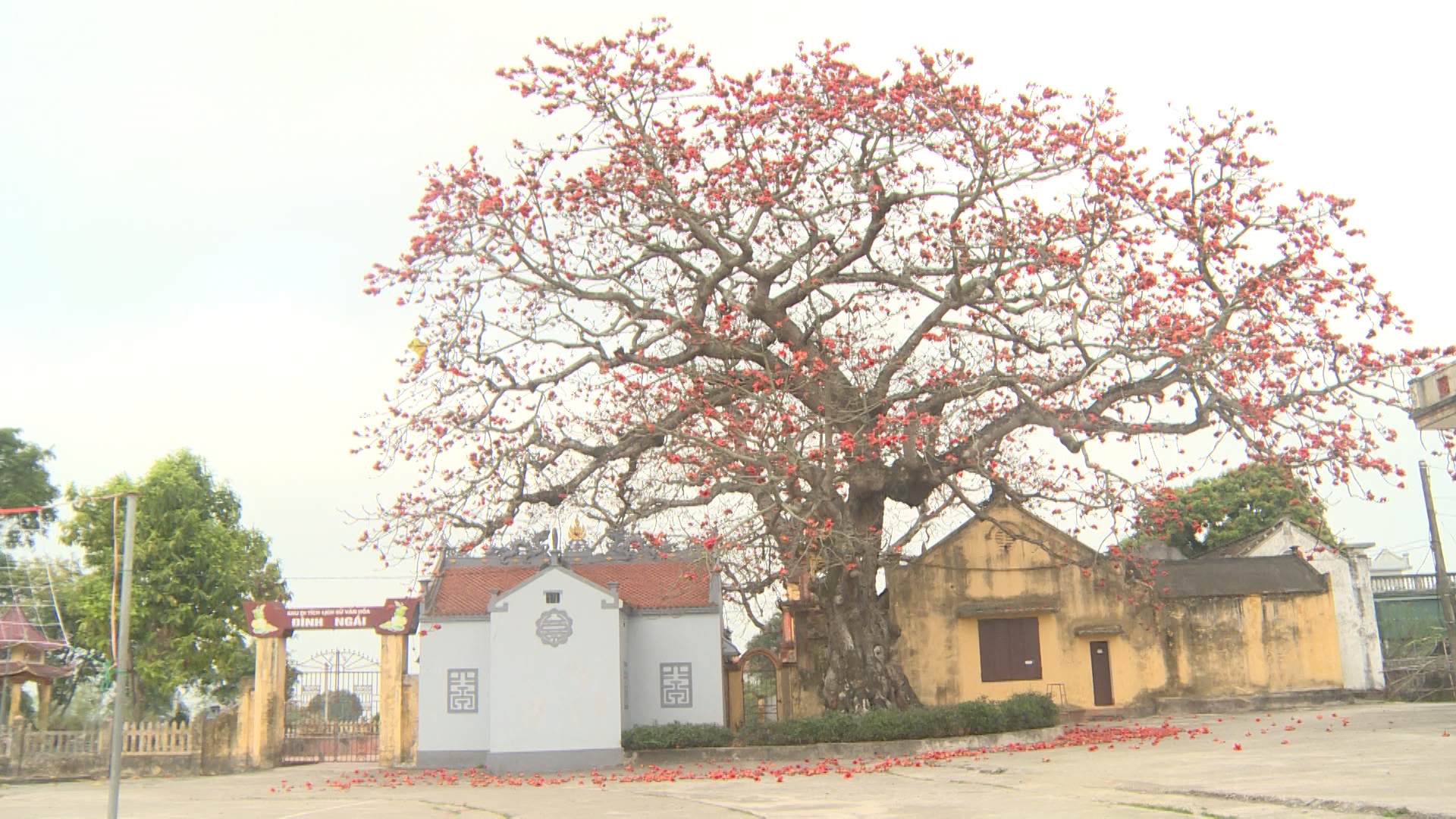 Đỏ rực một góc trời quê ở Thái Bình là hai cây hoa gạo, cả làng này tôn thờ, gọi là &quot;cây ông, cây bà&quot; - Ảnh 1.