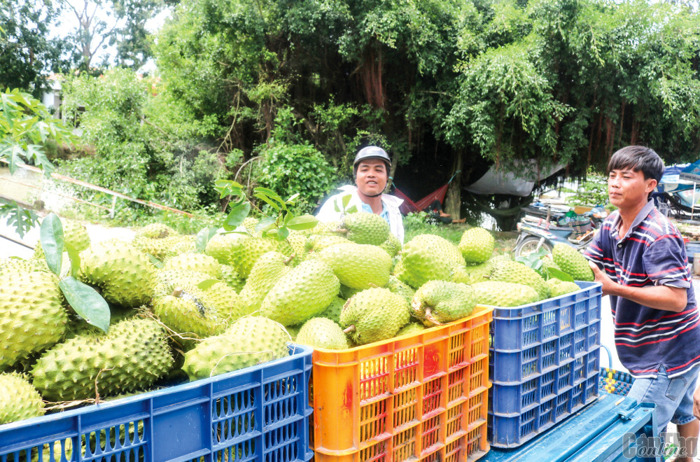 Trung Quốc tăng mua, loại quả ngon này ở ĐBSCL tăng giá tốt, nông dân Cần Thơ hái chất đầy thùng - Ảnh 1.