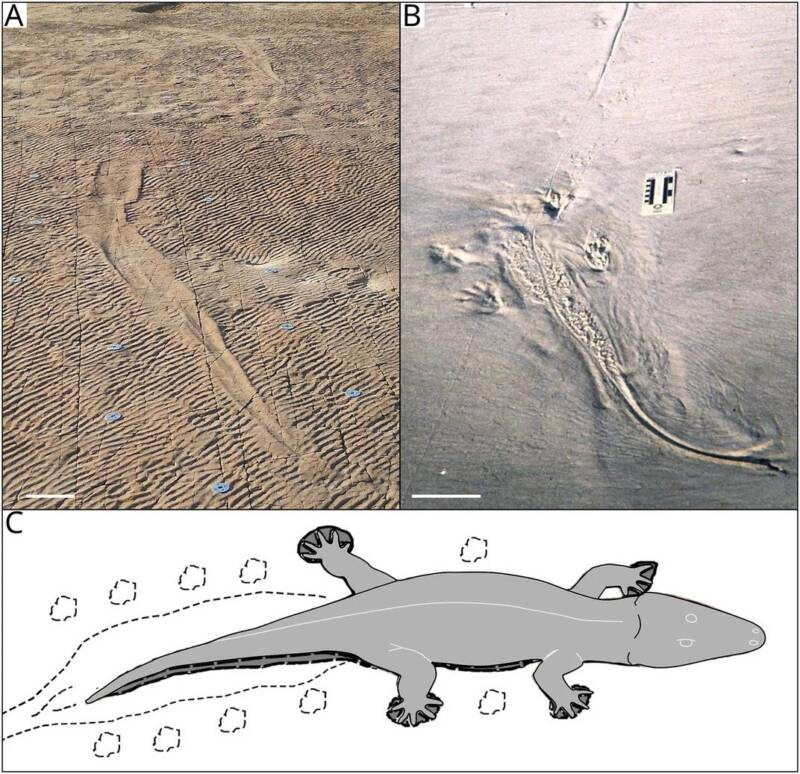 Phát hiện dấu chân của sinh vật khổng lồ xuất hiện trước cả khủng long - Ảnh 2.