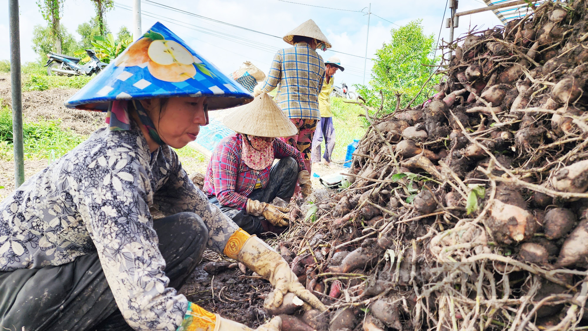 Công bố lô hàng xuất khẩu khoai lang sang Trung Quốc đầu tiên theo đường chính ngạch - Ảnh 2.