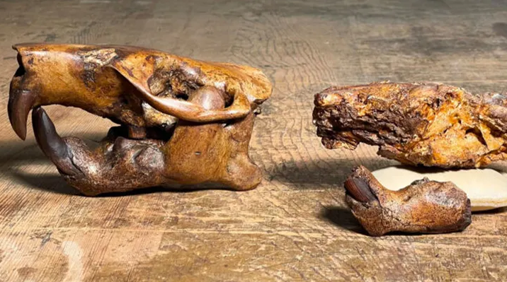 Các nhà khoa học Texas phát hiện loài hải ly cổ đại mới - Ảnh 1.