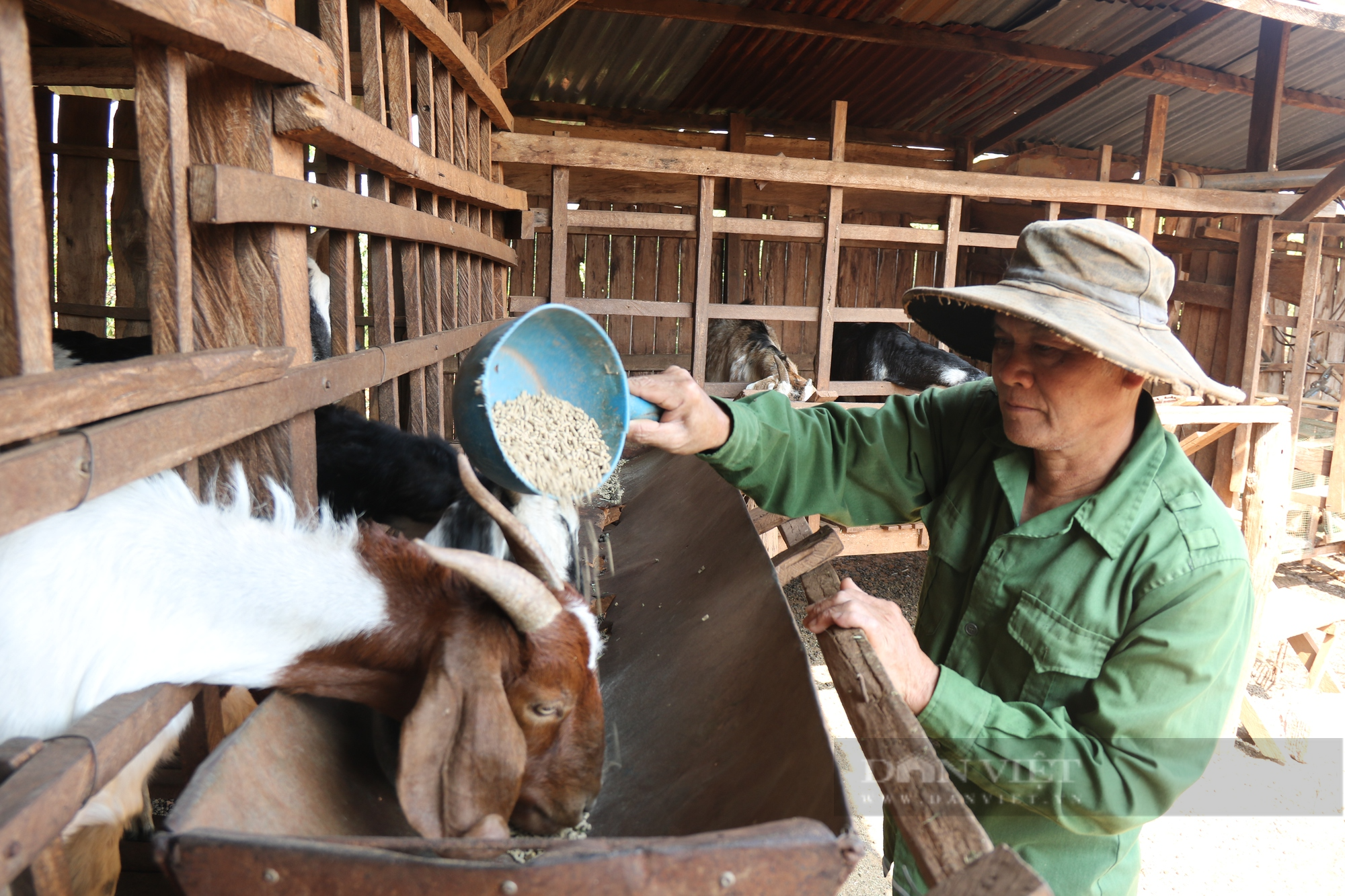 Nuôi dê sinh sản, nhiều hộ nông dân ở Gia Lai thoát nghèo, có của ăn của để - Ảnh 2.