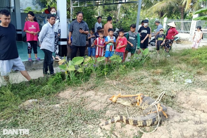 Người dân bắt được cá sấu nặng 20kg trong sân nhà ở Bạc Liêu - Ảnh 5.