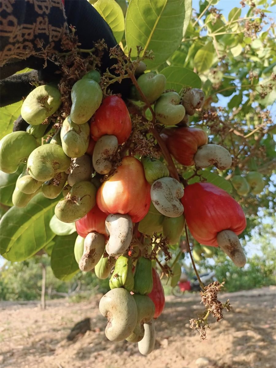 Bình Phước: Để trái điều thật sự là “trái điều vàng” - Ảnh 3.