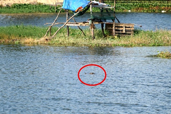 Cá sấu bất ngờ xuất hiện trên kênh, một xã của tỉnh Bạc Liêu ra thông báo khẩn - Ảnh 1.