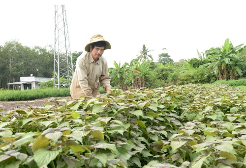 Trồng loại rau dân gian đã dùng làm thuốc hen suyễn cả ngàn năm nay, dân Bình Phước cứ bán là hết sạch - Ảnh 2.