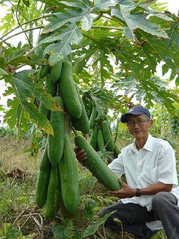 Không tin nổi vào mắt mình trước loạt rau củ quả khổng lồ trong vườn nông dân Việt - Ảnh 11.