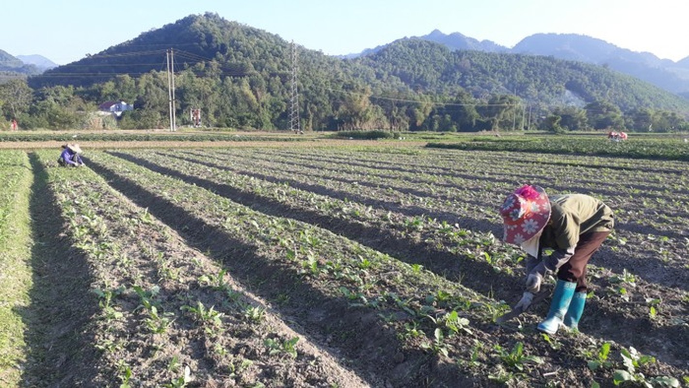 Không tin nổi vào mắt mình trước loạt rau củ quả khổng lồ trong vườn nông dân Việt - Ảnh 5.