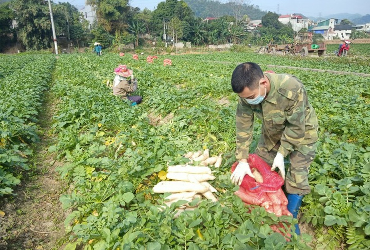 Không tin nổi vào mắt mình trước loạt rau củ quả khổng lồ trong vườn nông dân Việt - Ảnh 6.