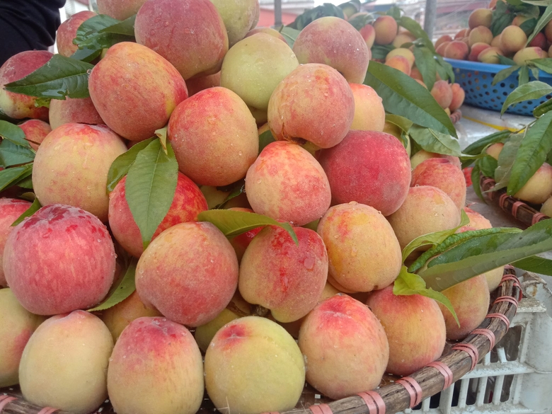Nắng nóng đến, loại quả ngon này ở Bắc Hà vào mùa, giá bán cao nhất là 60.000 đồng/kg - Ảnh 1.