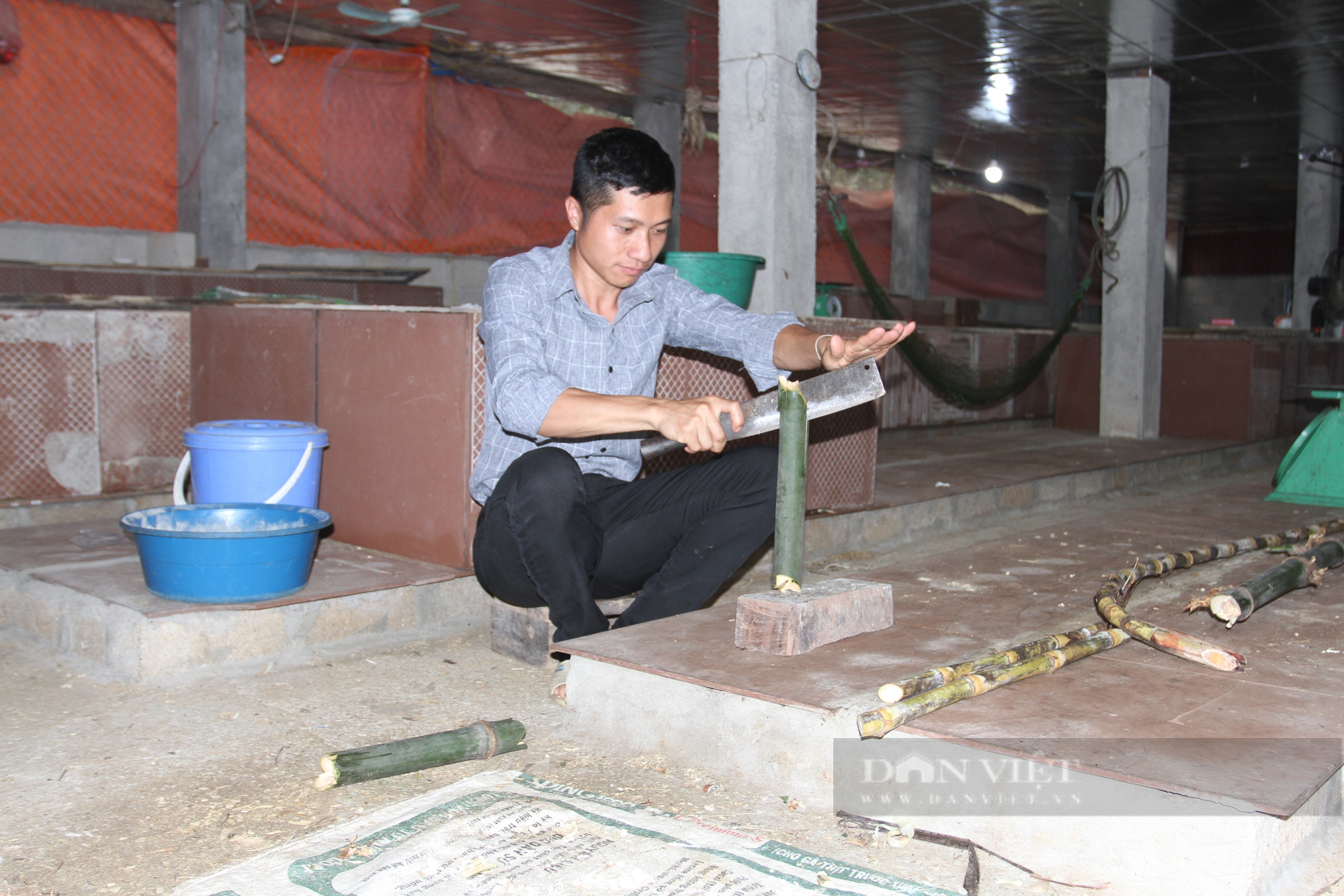 Thái Nguyên: Chàng thanh niên dân tộc Tày khởi nghiệp thành công với mô hình nuôi dúi - Ảnh 3.