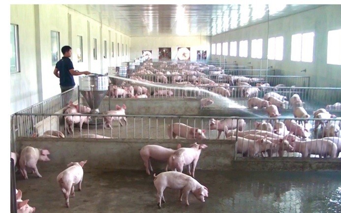 Nuôi lợn thua lỗ nặng, nông dân một xã trọng điểm về chăn nuôi của Thái Bình lên tiếng kêu khổ