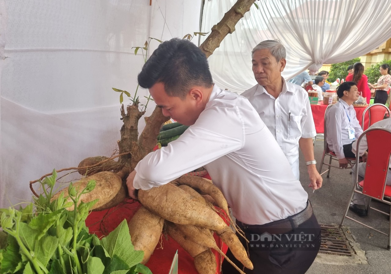 Bất ngờ chùm củ sắn &quot;đột biến&quot; nặng 60 kg trưng bày tại Đại hội Hội Nông dân huyện Nho Quan - Ảnh 3.