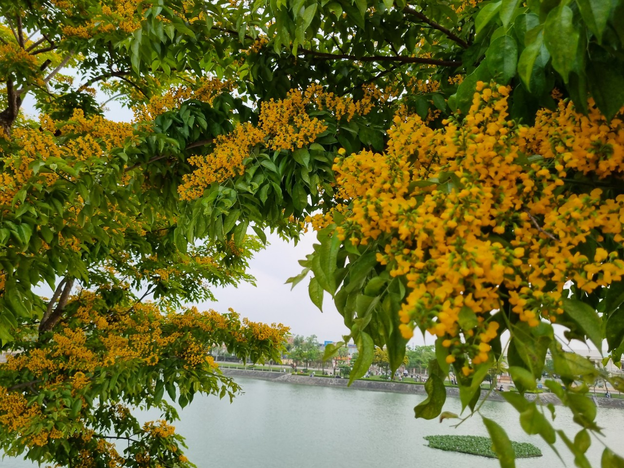 Quảng Nam: Lễ hội “Tam Kỳ - Mùa hoa sưa năm 2023” tạo điểm nhấn phát triển du lịch  - Ảnh 7.