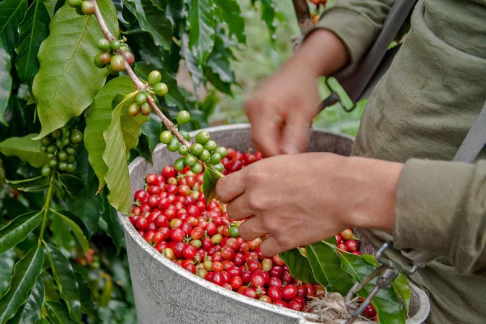 Giá cà phê trong nước tiếp tục đi ngang, cao nhất 61.100 đồng/kg - Ảnh 4.