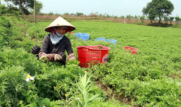 Trồng thứ rau ăn bổ dưỡng, chữa nhiều bệnh, bán sang nước ngoài, nông dân Nam Định cắt là hết sạch - Ảnh 2.