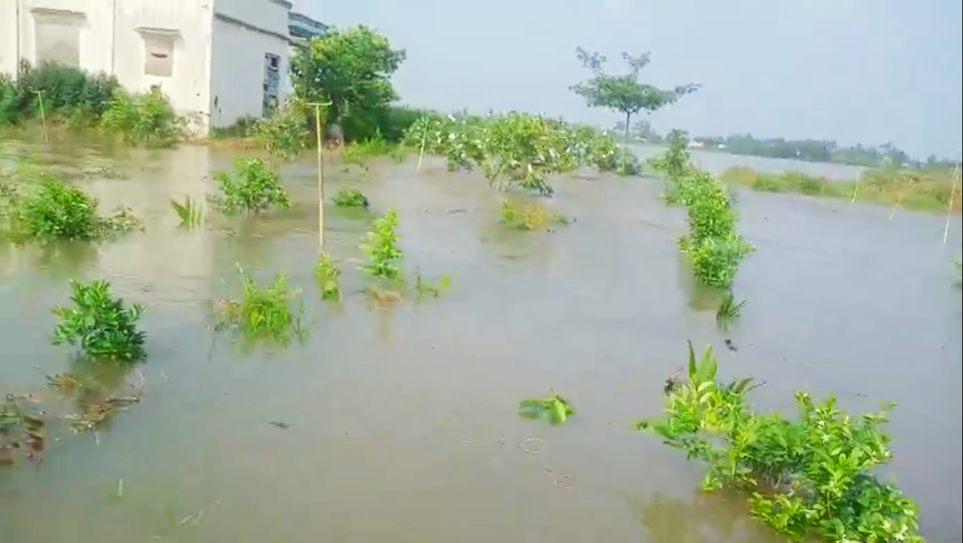 Hơn 17 ha vườn cây ăn trái bị ngập nước sau sự cố sạt lở đê bao ở Vĩnh Long - Ảnh 2.
