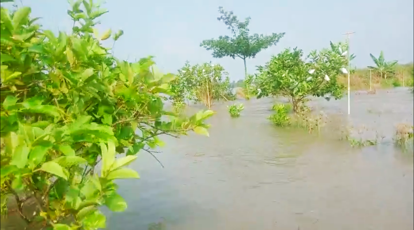 Hơn 17 ha vườn cây ăn trái bị ngập nước sau sự cố sạt lở đê bao ở Vĩnh Long - Ảnh 3.