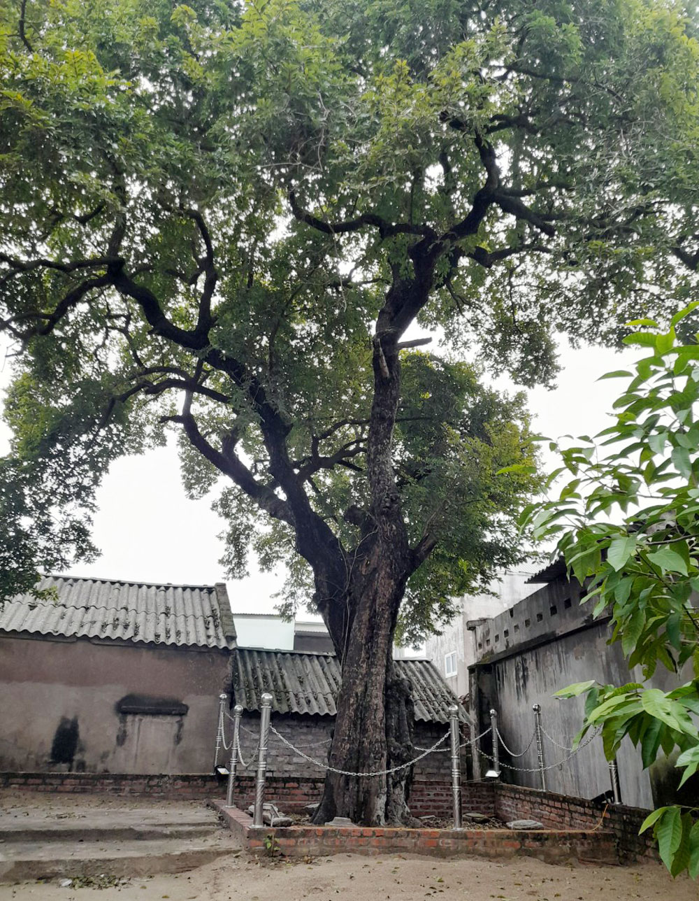 Một cây cổ thụ bên mái chùa cổ ở Bắc Giang, sống qua hơn 3 thế kỷ vẫn &quot;chửa đẻ&quot;, quả chín thơm khắp làng - Ảnh 1.