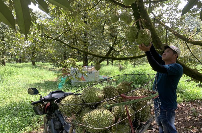 &quot;Cây tiền tỷ&quot; ở Đồng Nai bắt đầu vào vụ hái trái, giá bán đang cao, nhà nào hái nhiều là trúng lớn - Ảnh 1.