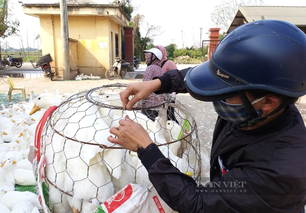 Giá gia cầm hôm nay 22/4: Gà, vịt chững giá, chọn nuôi giống vịt thịt nào nhanh lớn, hiệu quả kinh tế cao? - Ảnh 3.