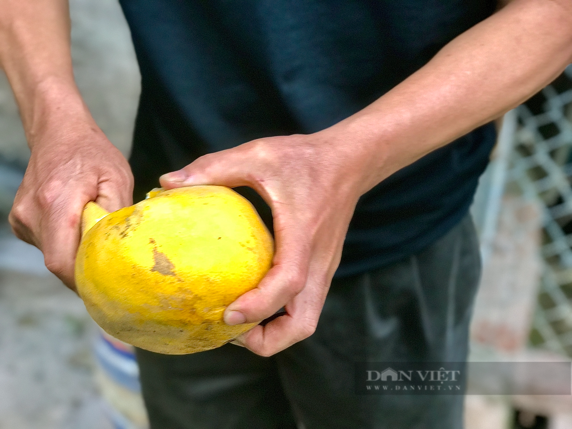  Người dân trăn trở nghề trồng loại quả có màu &quot;vàng óng&quot; nổi tiếng khắp cả nước - Ảnh 2.