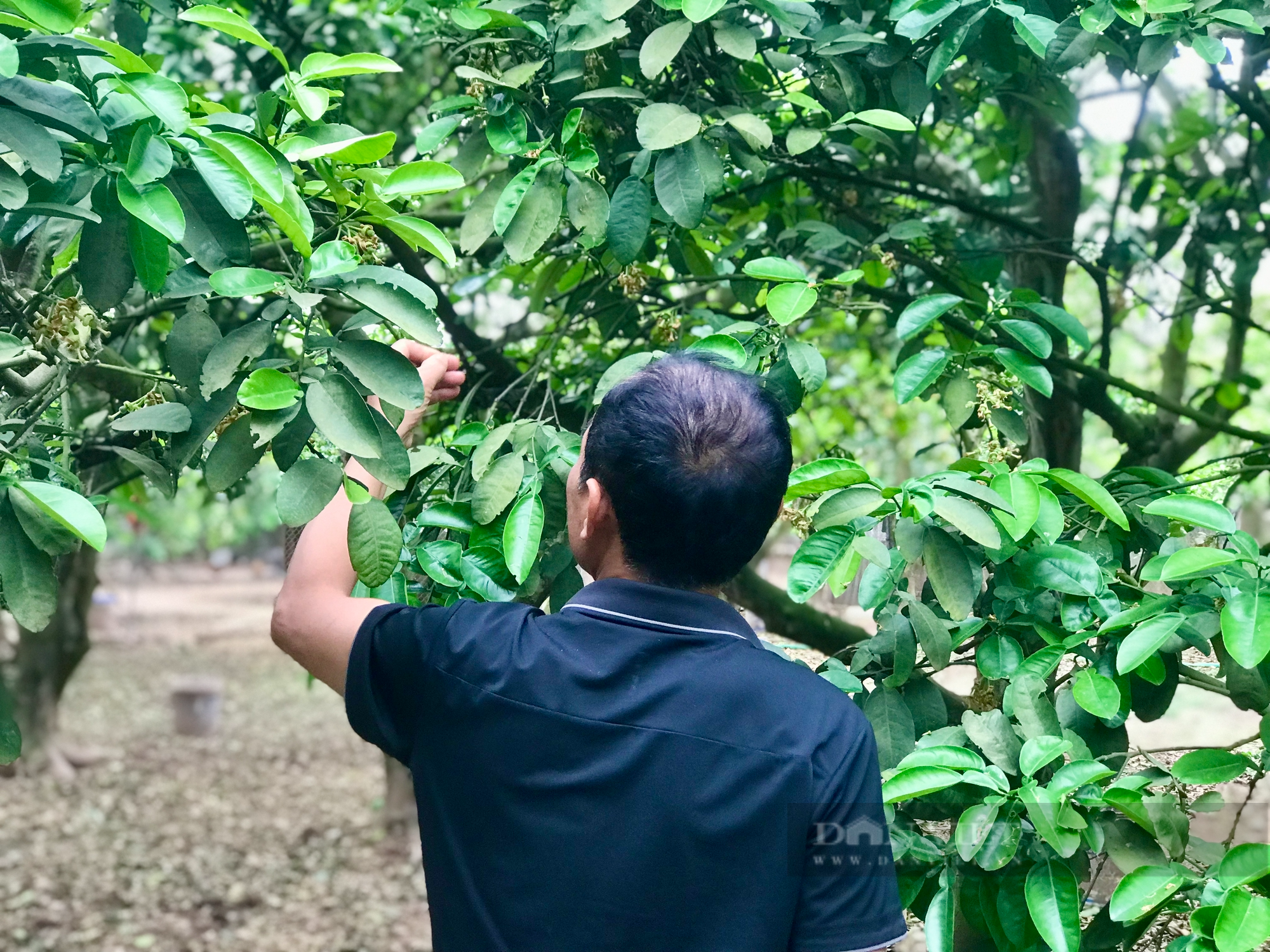  Người dân trăn trở nghề trồng loại quả có màu &quot;vàng óng&quot; nổi tiếng khắp cả nước - Ảnh 3.