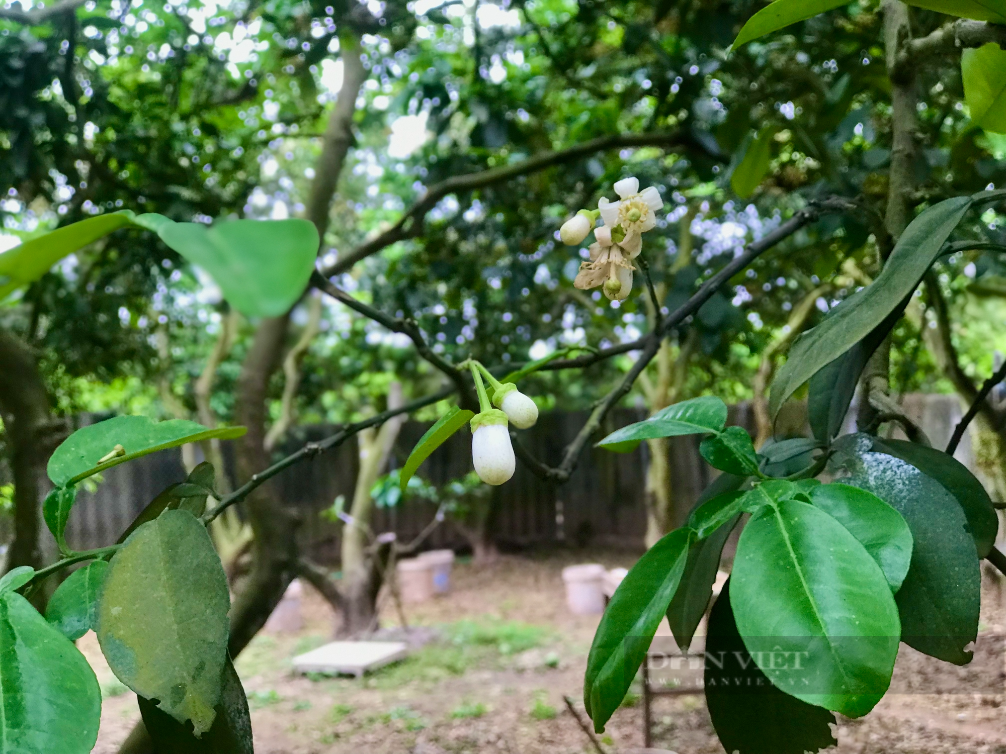  Người dân trăn trở nghề trồng loại quả có màu &quot;vàng óng&quot; nổi tiếng khắp cả nước - Ảnh 5.